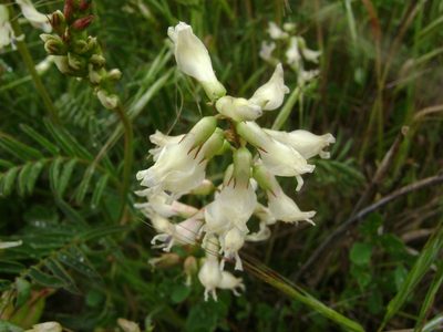 Astragalus curtipes, photographed by Adam J. Searcy