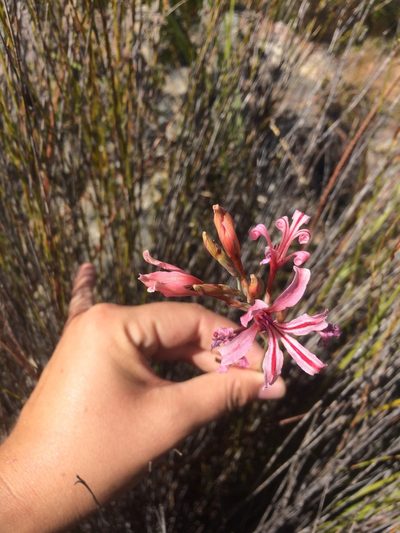 Tritoniopsis toximontana, photographed by Sam McCarren