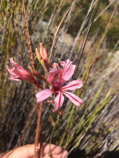 Tritoniopsis toximontana, photographed by Sam McCarren