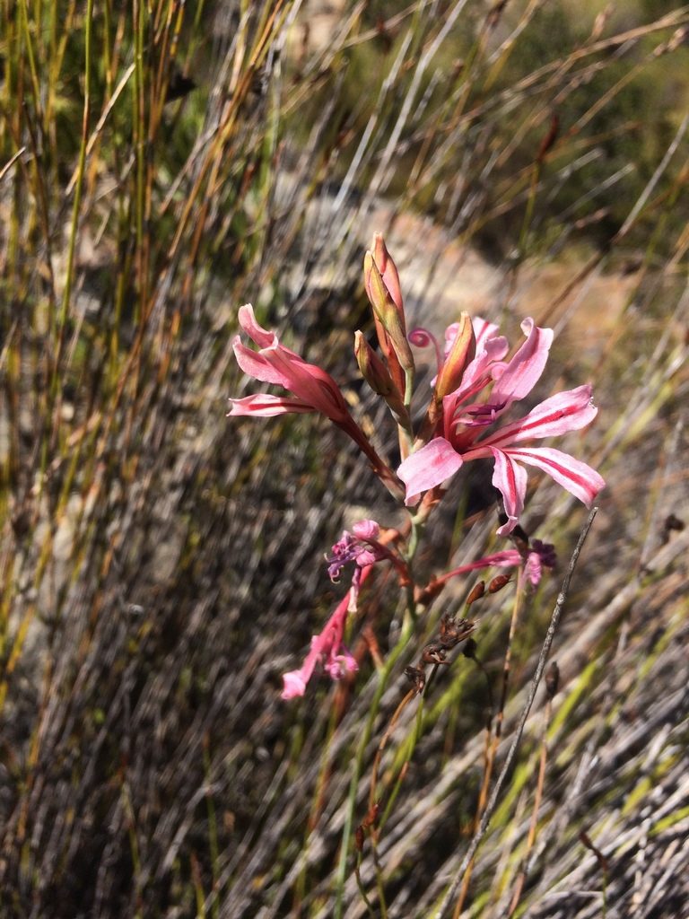 Tritoniopsis toximontana, photographed by Sam McCarren