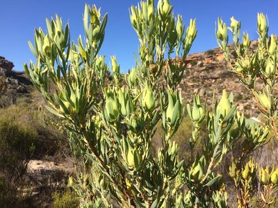 Leucadendron procerum, photographed by Sam McCarren