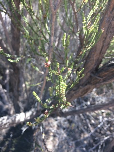 Passerina truncata, photographed by Sam McCarren