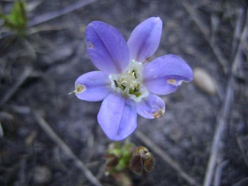 Brodiaea jolonensis, photographed by Adam J. Searcy