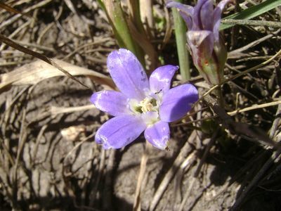 Brodiaea jolonensis, photographed by Adam J. Searcy