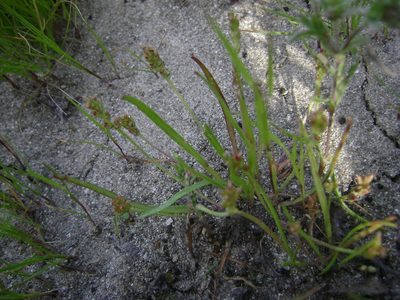 Plantago elongata, photographed by Adam J. Searcy