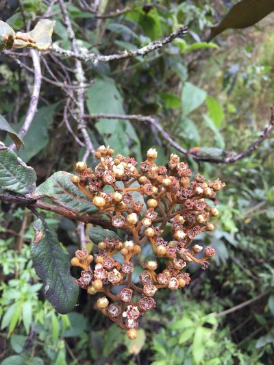 Hesperomeles ferruginea, photographed by Diego F. Cisneros-Heredia