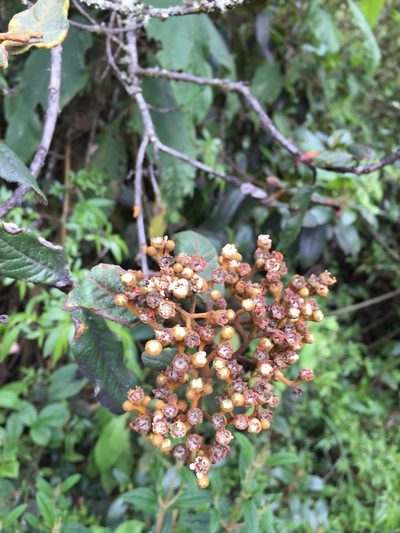 Hesperomeles ferruginea, photographed by Diego F. Cisneros-Heredia