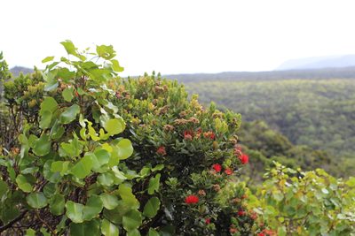 Cheirodendron platyphyllum, photographed by Rhonda Ridley