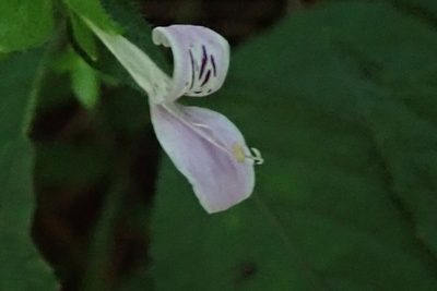 Hypoestes triflora, photographed by Peter Warren