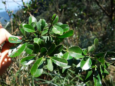 Ilex maximowicziana, photographed by 呂一起(Lyu yi-chi)
