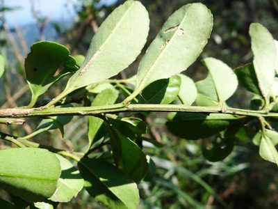 Ilex maximowicziana, photographed by 呂一起(Lyu yi-chi)