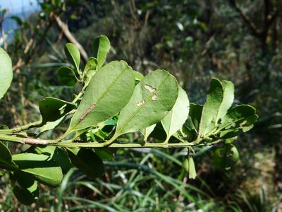 Ilex maximowicziana, photographed by 呂一起(Lyu yi-chi)