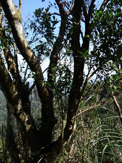 Ilex maximowicziana, photographed by 呂一起(Lyu yi-chi)