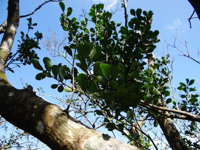 Ilex maximowicziana, photographed by 呂一起(Lyu yi-chi)