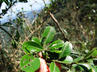 Ilex maximowicziana, photographed by 呂一起(Lyu yi-chi)