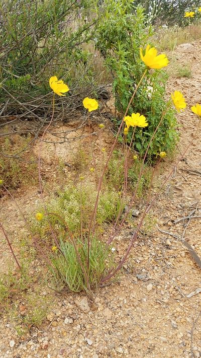 Coreopsis californica, photographed by Alan Rockefeller
