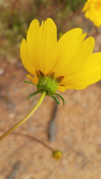 Coreopsis californica, photographed by Alan Rockefeller