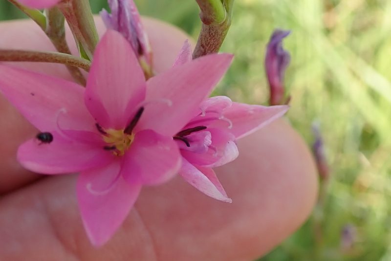 Hesperantha baurii, photographed by Peter Warren