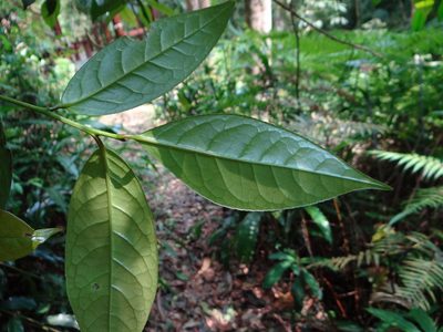 Camellia furfuracea, photographed by 呂一起(Lyu yi-chi)