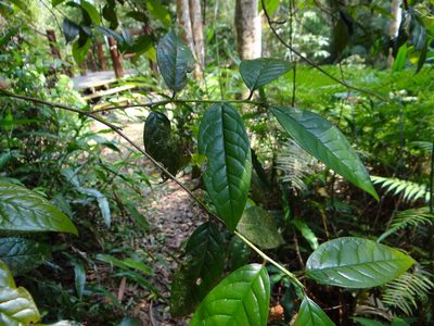 Camellia furfuracea, photographed by 呂一起(Lyu yi-chi)