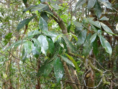 Pyrenaria microcarpa, photographed by 呂一起(Lyu yi-chi)