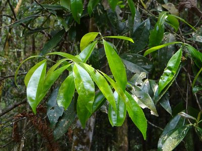 Pyrenaria microcarpa, photographed by 呂一起(Lyu yi-chi)