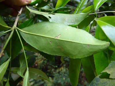 Pyrenaria microcarpa, photographed by 呂一起(Lyu yi-chi)