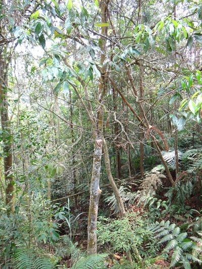 Pyrenaria microcarpa, photographed by 呂一起(Lyu yi-chi)