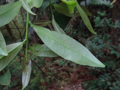 Pyrenaria microcarpa, photographed by 呂一起(Lyu yi-chi)