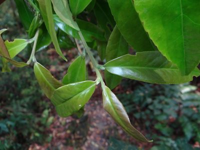 Pyrenaria microcarpa, photographed by 呂一起(Lyu yi-chi)