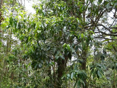 Pyrenaria microcarpa, photographed by 呂一起(Lyu yi-chi)