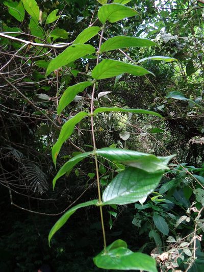 Uncaria hirsuta, photographed by 呂一起(Lyu yi-chi)