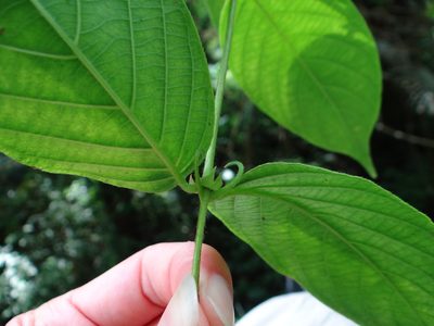 Uncaria hirsuta, photographed by 呂一起(Lyu yi-chi)