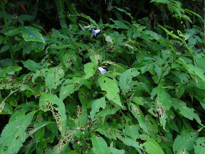 Strobilanthes formosana, photographed by 呂一起(Lyu yi-chi)
