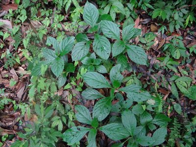 Strobilanthes cusia, photographed by 呂一起(Lyu yi-chi)