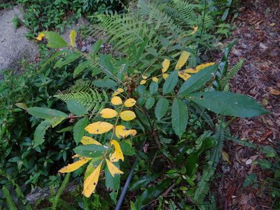 Meliosma rhoifolia, photographed by 呂一起(Lyu yi-chi)