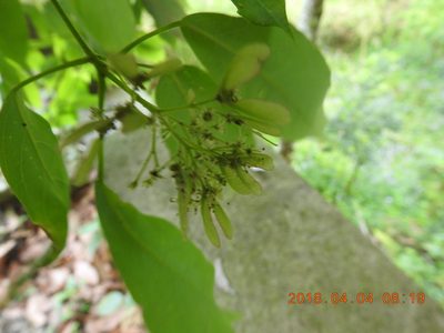 Acer albopurpurascens, photographed by fagushayata