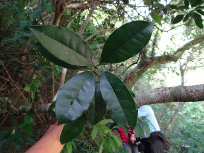 Osmanthus kaoi, photographed by 呂一起(Lyu yi-chi)