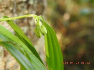 Disporum kawakamii, photographed by fagushayata