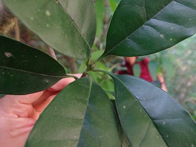 Osmanthus kaoi, photographed by 呂一起(Lyu yi-chi)