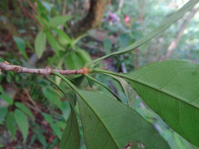 Osmanthus kaoi, photographed by 呂一起(Lyu yi-chi)
