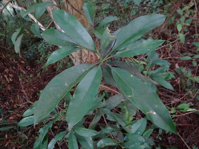 Chengiodendron matsumuranum, photographed by 呂一起(Lyu yi-chi)