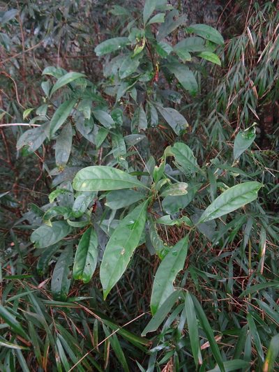 Chengiodendron matsumuranum, photographed by 呂一起(Lyu yi-chi)