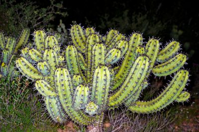 Myrtillocactus cochal, photographed by Alan Rockefeller