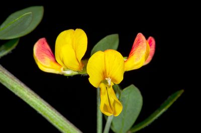Acmispon watsonii, photographed by Alan Rockefeller