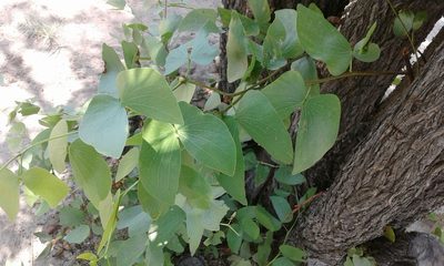 Colophospermum mopane, photographed by Robert Taylor