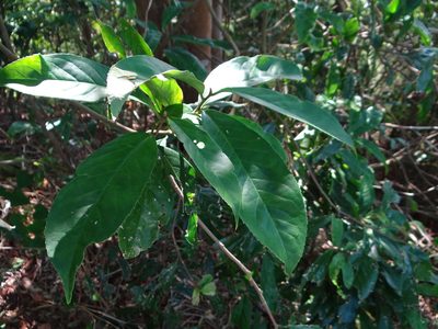 Symplocos theophrastifolia, photographed by 呂一起(Lyu yi-chi)