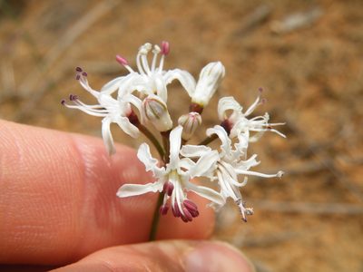 Nerine rehmannii, photographed by Antoinette Eyssell Knox