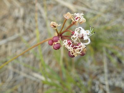 Nerine rehmannii, photographed by Antoinette Eyssell Knox