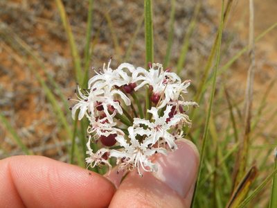 Nerine rehmannii, photographed by Antoinette Eyssell Knox